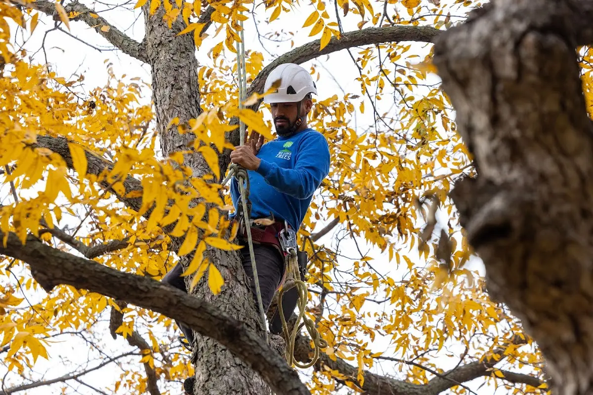 Skilled Storm Damage Cleanup crew working in Loretto